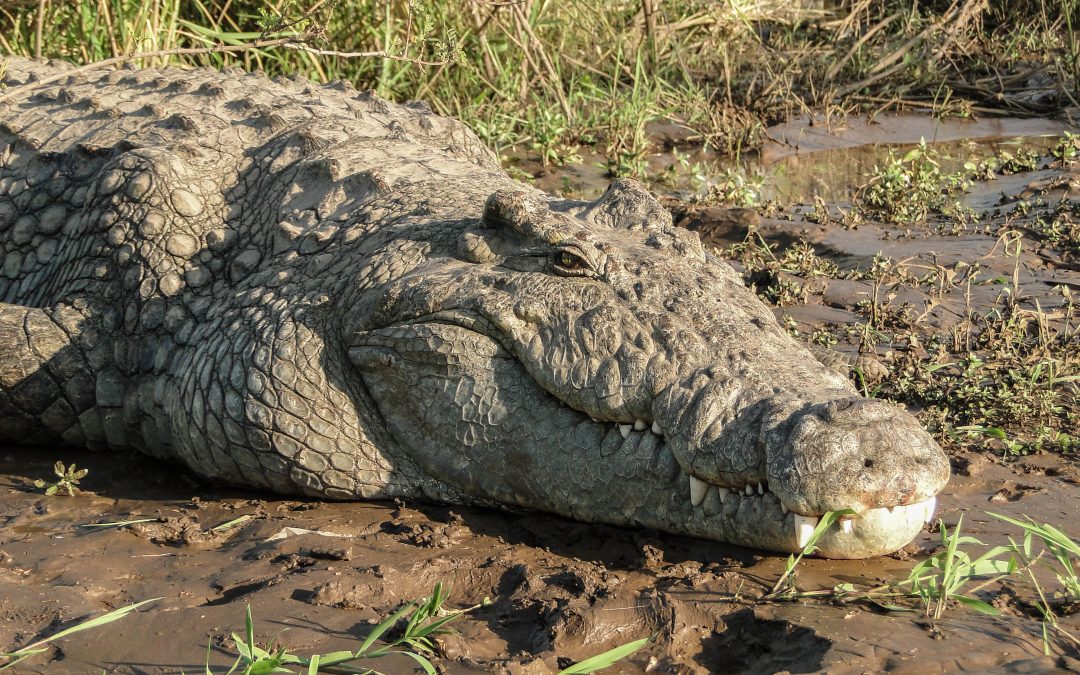 You Just Never Know! An Anxious Journey Down the Okavango | Olaf's Corner