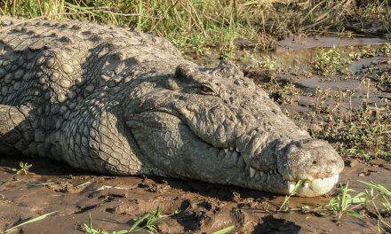 You Just Never Know! An Anxious Journey Down the Okavango | Olaf's Corner
