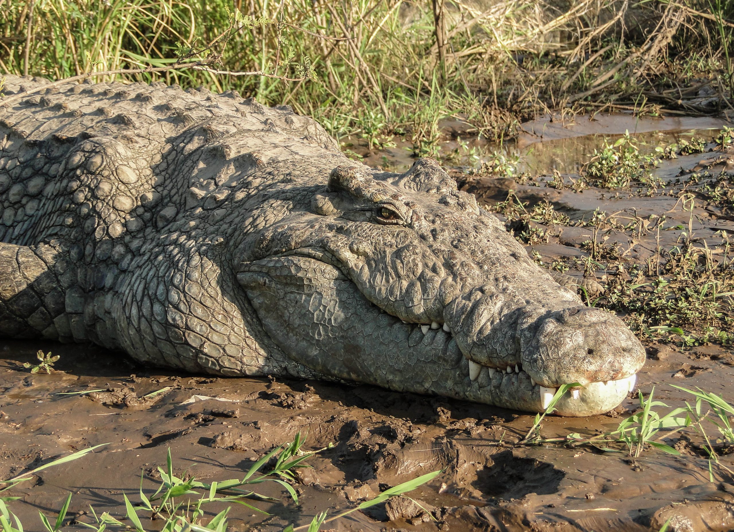 crocodile, okavango delta, botswana