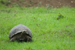 Lonesome George, Galapagos Islands