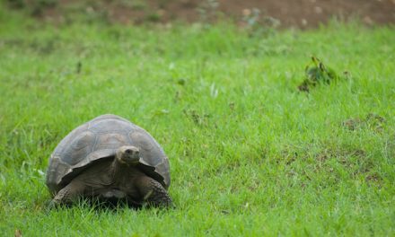 Lonesome George Goes on Display in New York