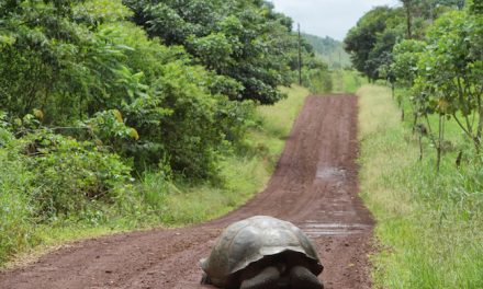 New Study: Half the Forest Canopy on Santa Cruz is Invasive
