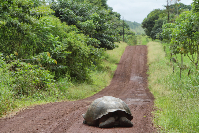 Giant Galapagos tortoise on Santa Cruz Island