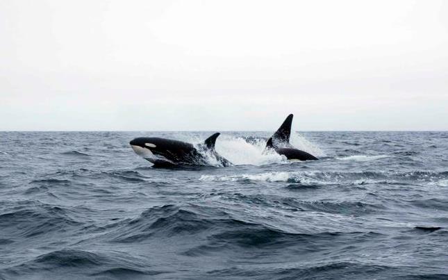 Orcas Feed on Beluga Whales near Churchill