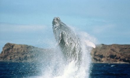 Ten highlights of Our New Hawaii Itinerary