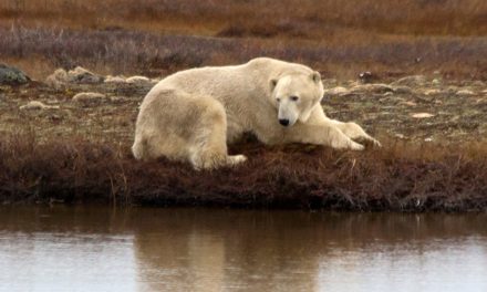 Photos from a Polar Bear Travel Season