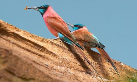 Five Common African Bird Species That Will Turn Your Head (and Possibly Turn You into a Full-Fledged Birdwatcher)