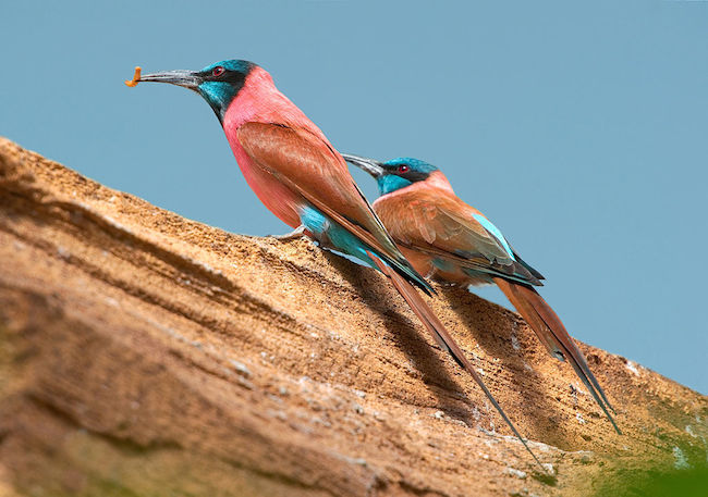 Five Common African Bird Species That Will Turn Your Head (and Possibly Turn You into a Full-Fledged Birdwatcher)