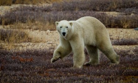 As Climate Change Threatens Their Survival, Polar Bears Discover New Food Source
