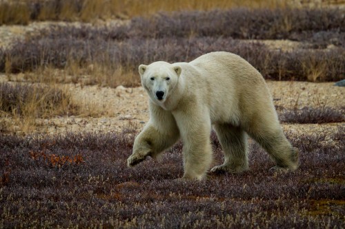 As Climate Change Threatens Their Survival, Polar Bears Discover New Food Source