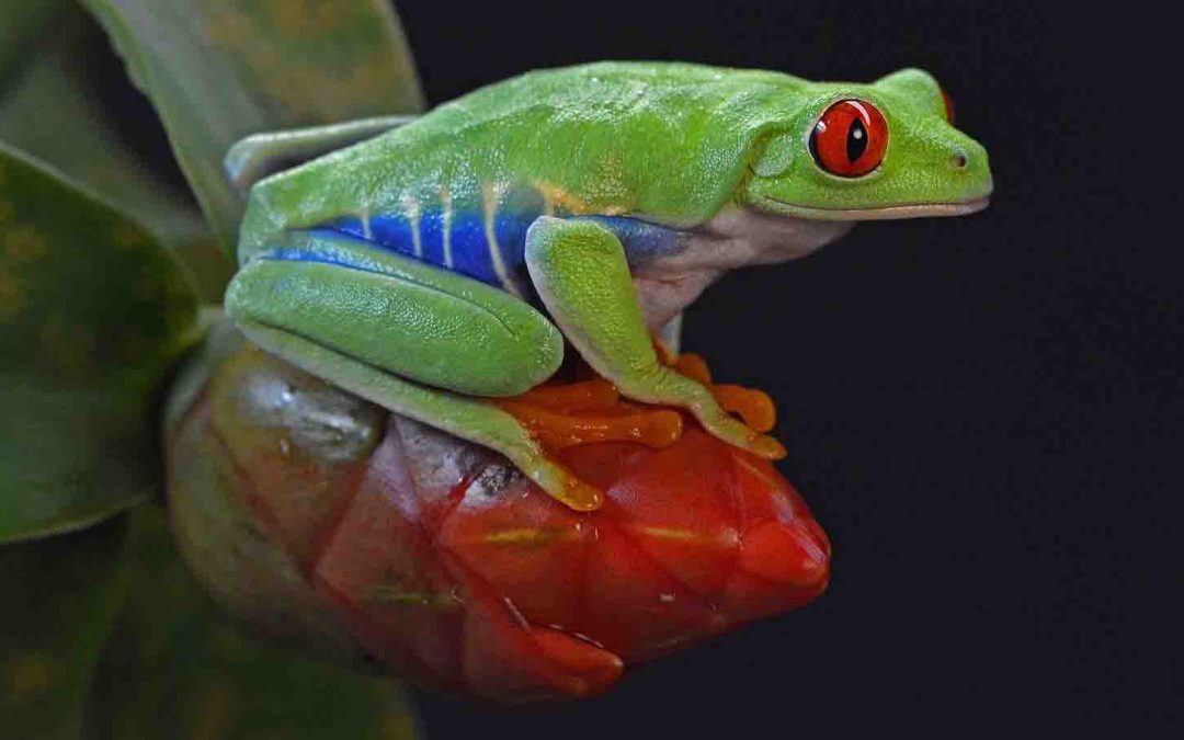 WWF Report: 52 Percent of the World’s Biodiversity Is Gone