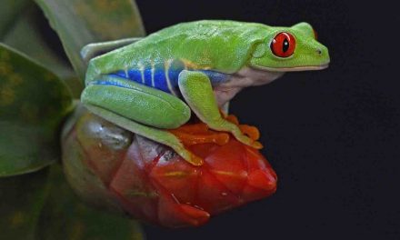 WWF Report: 52 Percent of the World’s Biodiversity Is Gone