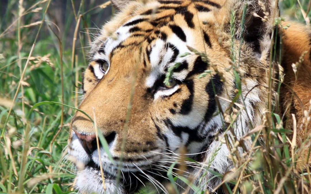 Counting Wild Tigers by 2016: Will It Help Save Them?
