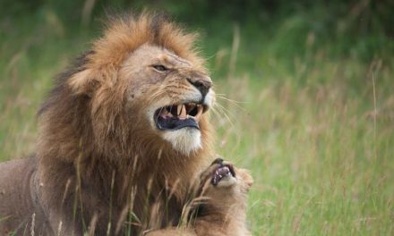 Heartwarming Photos of a Male Lion Meeting His Cubs for the First Time