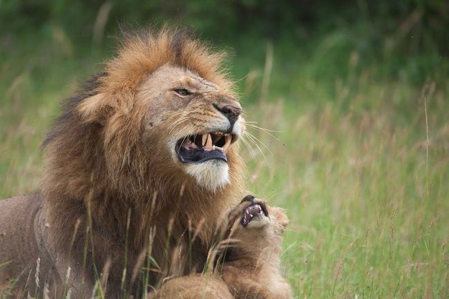 male lion with cubs