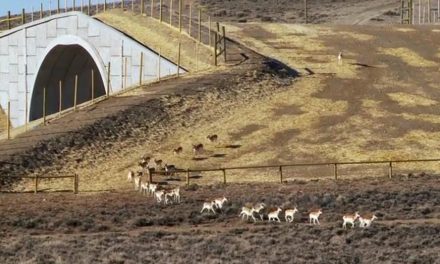 Video: the Pronghorn Path, the First Federally Protected Wildlife Corridor