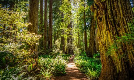 Nature Finally Talks Back—And It Has Some Tough Words for Us