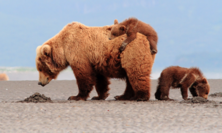 Unlikely Act of Love in Katmai National Park