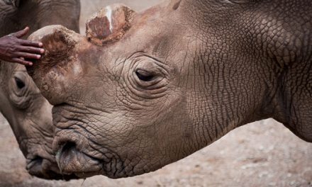 One of Seven Remaining Northern White Rhinos Dies in Kenya