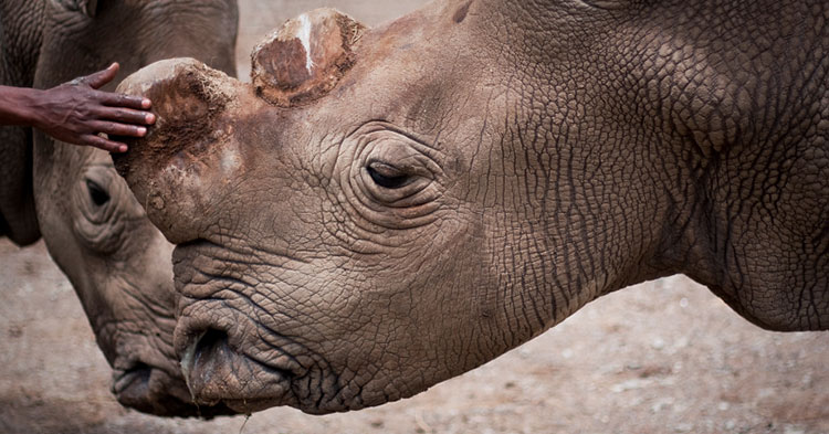 One of Seven Remaining Northern White Rhinos Dies in Kenya