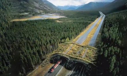 Video: Wildlife Corridors from Around the World