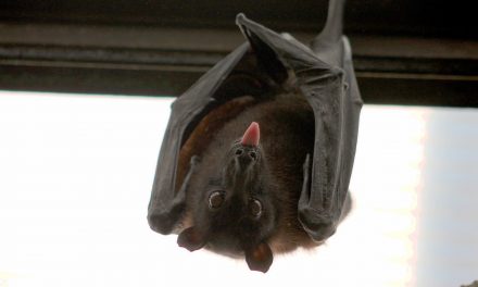 Video of Lil’ Drac: An Orphaned Baby Bat