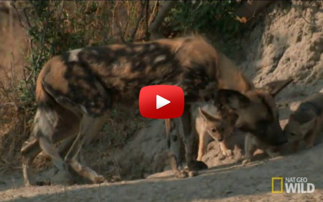 Video: The Amazing Story of Solo,  the African Wild Dog Who Lost Her Pack