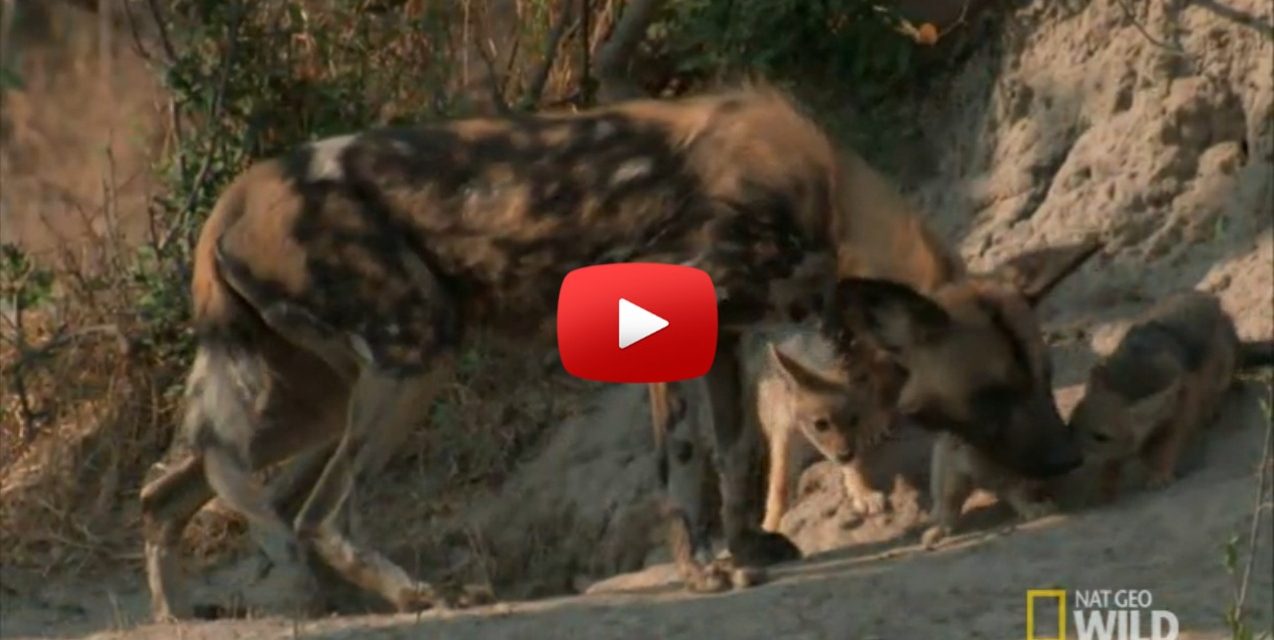 Video: The Amazing Story of Solo,  the African Wild Dog Who Lost Her Pack
