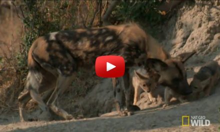 Video: The Amazing Story of Solo,  the African Wild Dog Who Lost Her Pack
