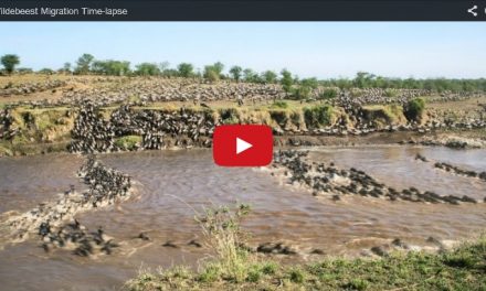 Video of the Week: The Most Amazing Migration Ever Caught On Tape!