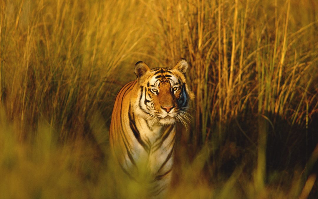 New in 2015: More Tigers with Fewer Crowds in India