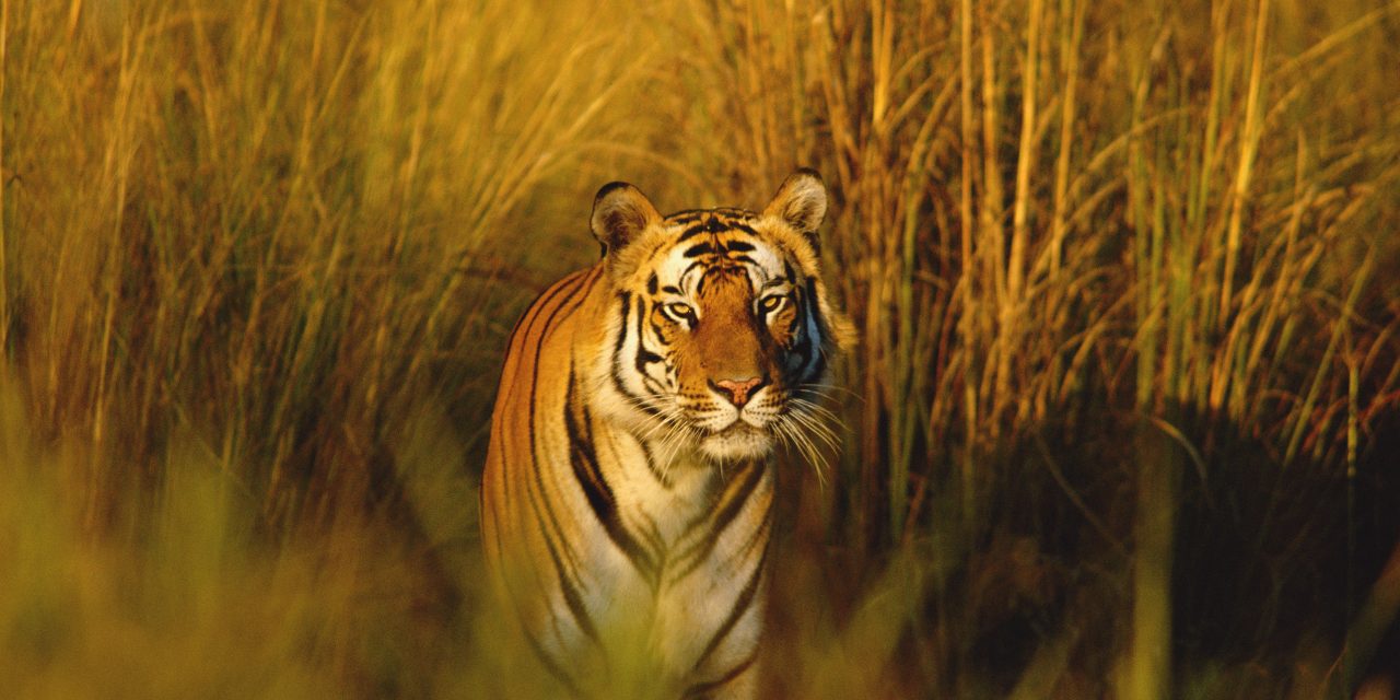 New in 2015: More Tigers with Fewer Crowds in India