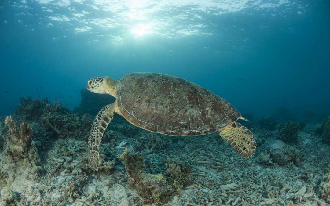 A Rainbow of Marine Protected Areas