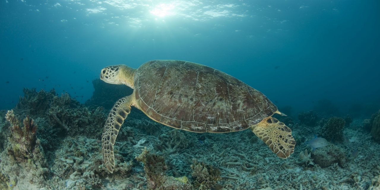 A Rainbow of Marine Protected Areas