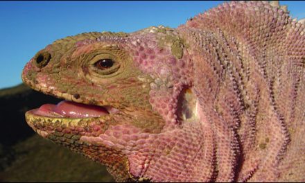 Pink Iguanas and Other “New” Species Keep Popping Up in the Galapagos