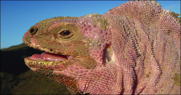 pink land iguana galapagos islands.