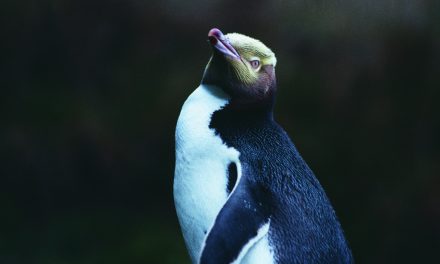 Four New, New Zealand Excursions for 2015