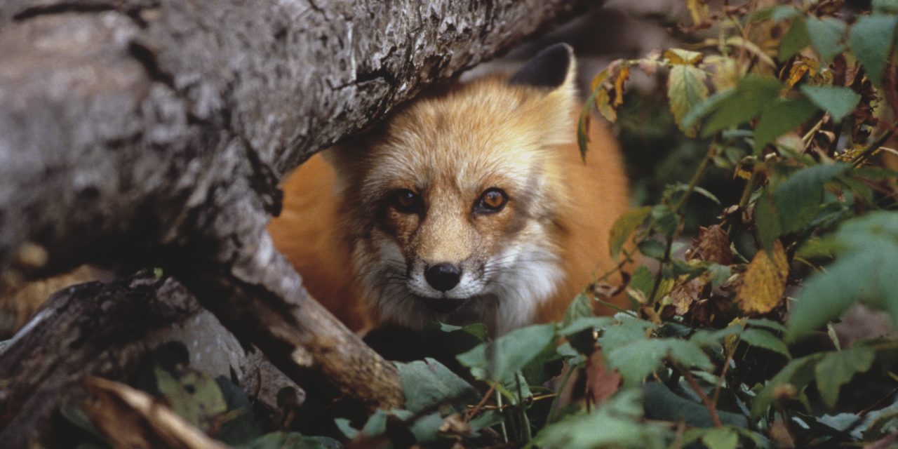 5 Skills You Should Learn for Your Next Travel Adventure