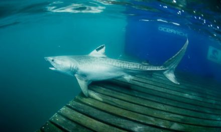 Yolanda the Wandering Tiger Shark Returns to the Galapagos (Video)