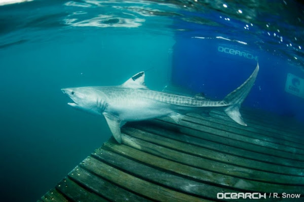 Tiger shark Galapagos