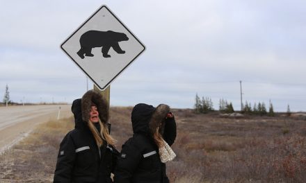 My Week with Polar Bears
