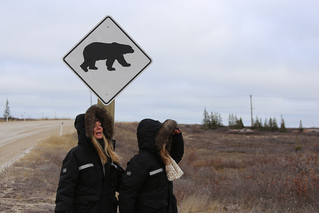 My Week with Polar Bears