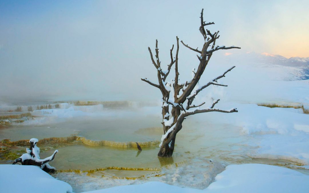 The Yellowstone National Park–Ebola Connection: Could It Help Protect More Natural Places?