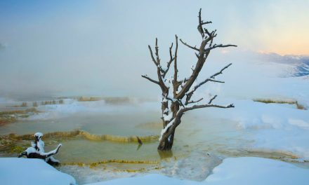 The Yellowstone National Park–Ebola Connection: Could It Help Protect More Natural Places?