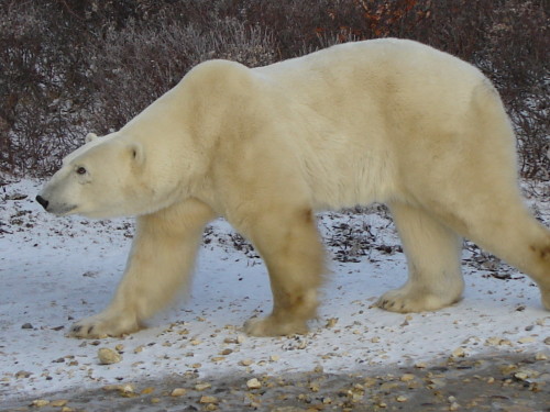 Ode to the Land of the Polar Bear