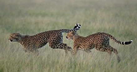 Save $2,000 on our Green Season Botswana Safari!