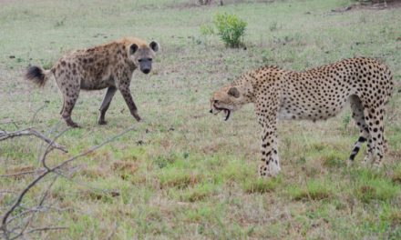 Cheetah Vs. Hyenas in the Sabi Sabi Private Game Preserve