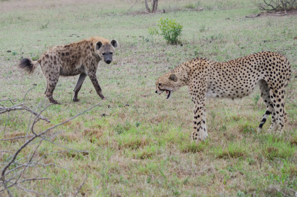 Face off between a cheetah and a spotted hyena.