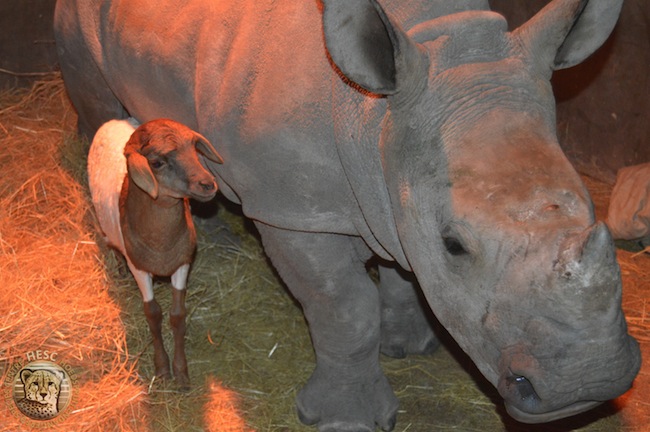 Lammie the lamb meets Gertie the baby rhinoceros