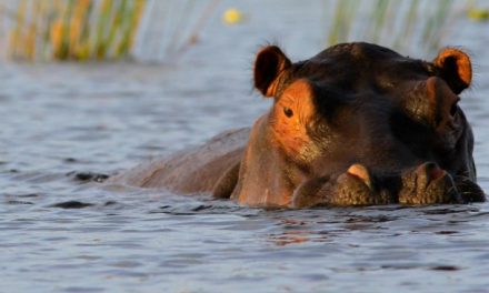 Photography: The Beauty of Botswana’s Green Season
